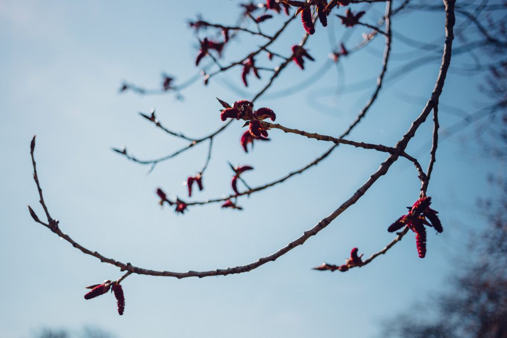 Black poplar flowers - free stock photo