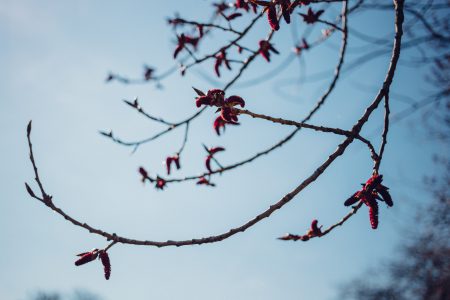 Black poplar flowers - free stock photo