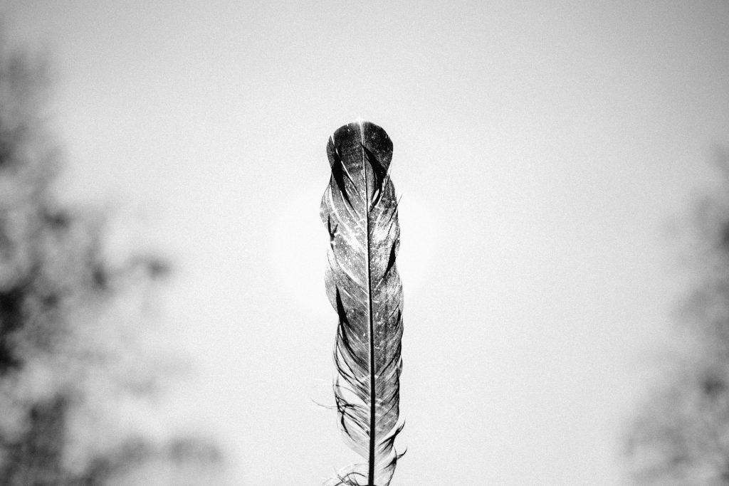 A feather - free stock photo