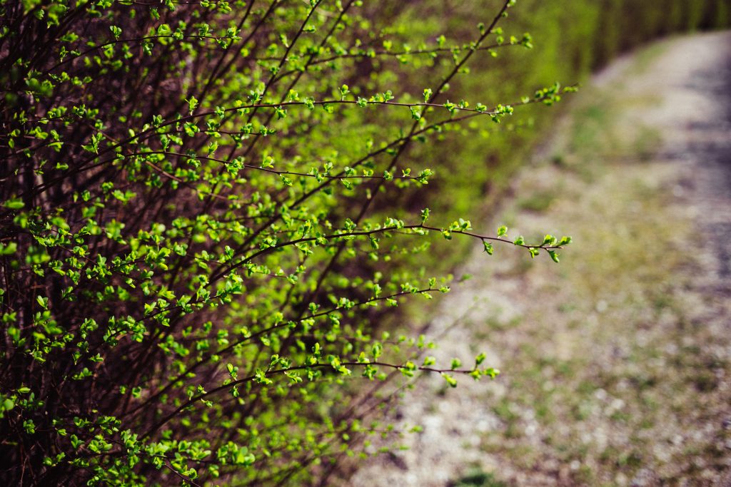 Green hedge - free stock photo