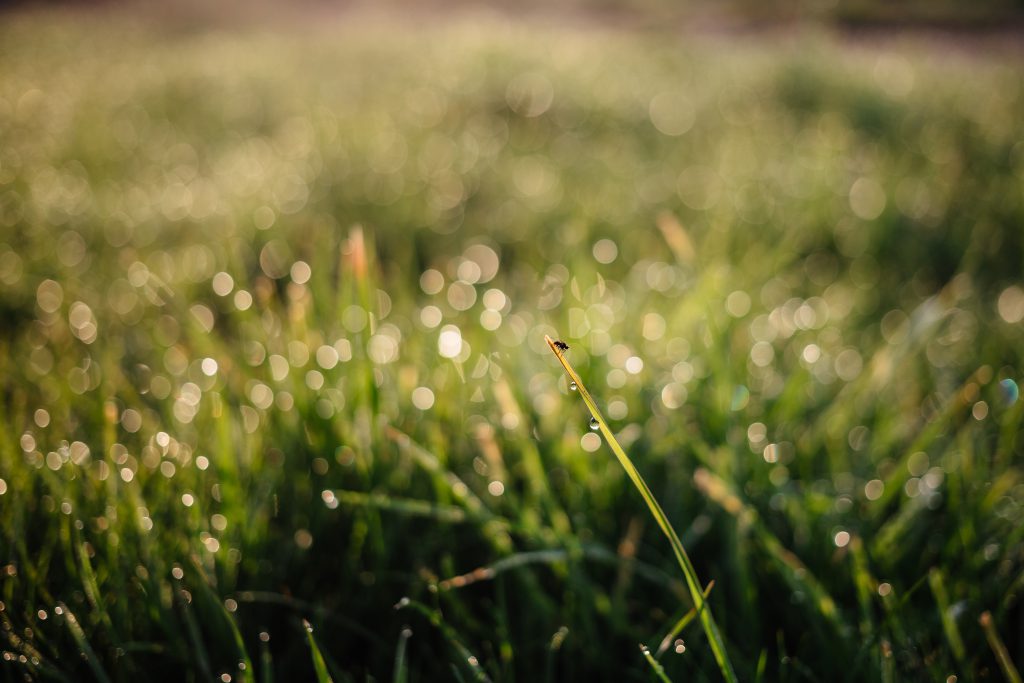 Morning dew on the grass - free stock photo