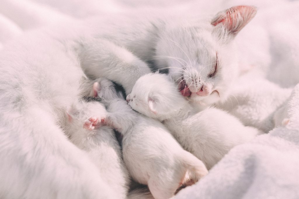 Mother cat caressing kittens - free stock photo