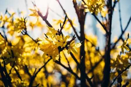 Yellow flowers - free stock photo
