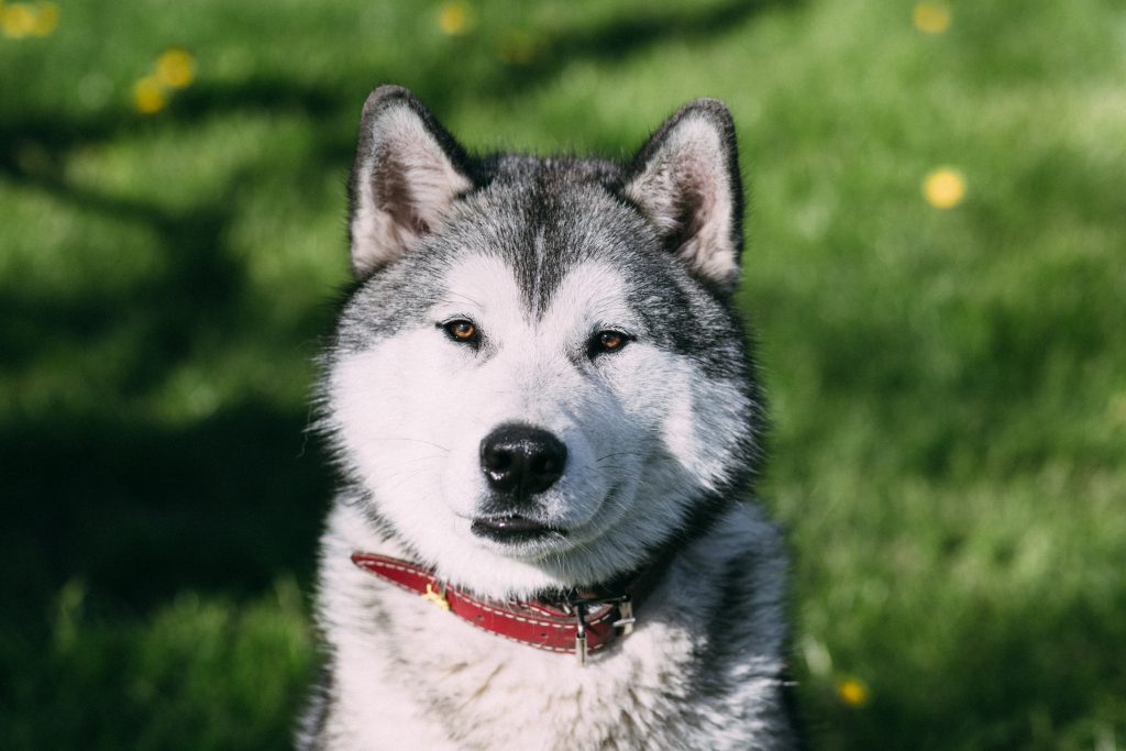 Young Husky - free stock photo