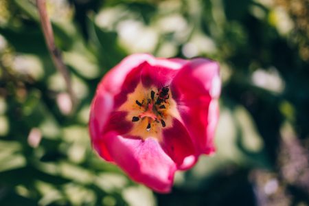 A bee inside a tulip - free stock photo