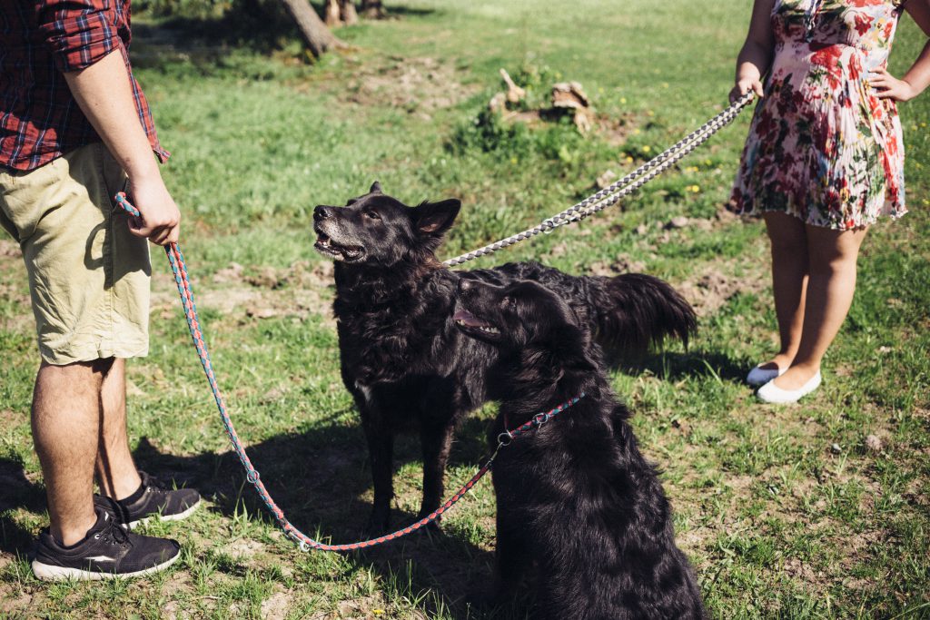 A couple with two dogs - free stock photo