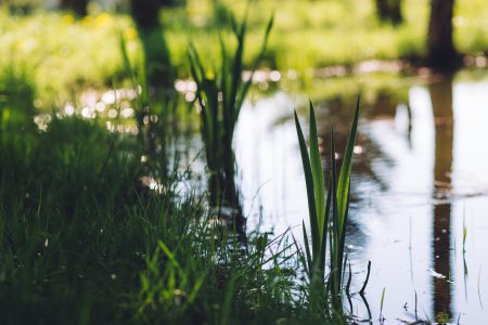 Grass at the pond - free stock photo