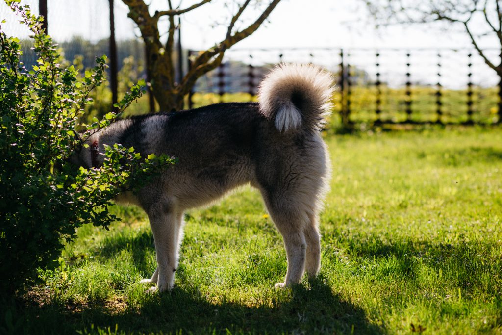 Husky in the garden - free stock photo