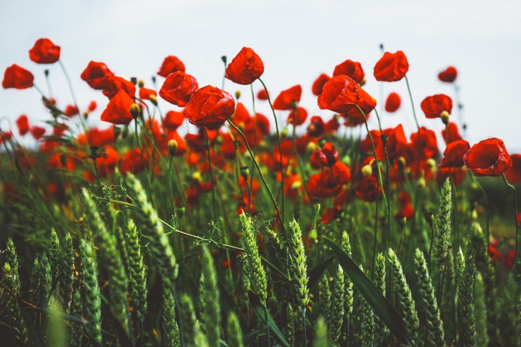 poppies_4-1024x683.jpg