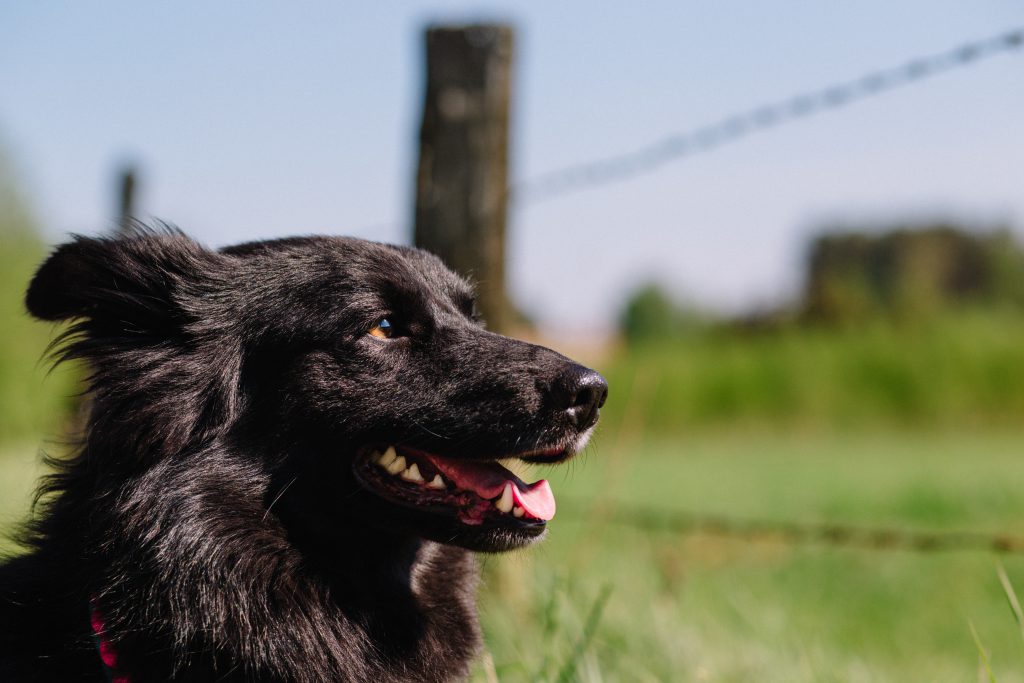 Profile of a dog