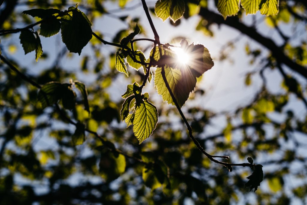 Sun rays through hazel leaves - free stock photo