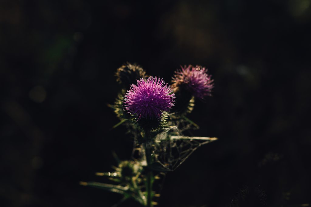 Dew on a purple thistle 2 - free stock photo
