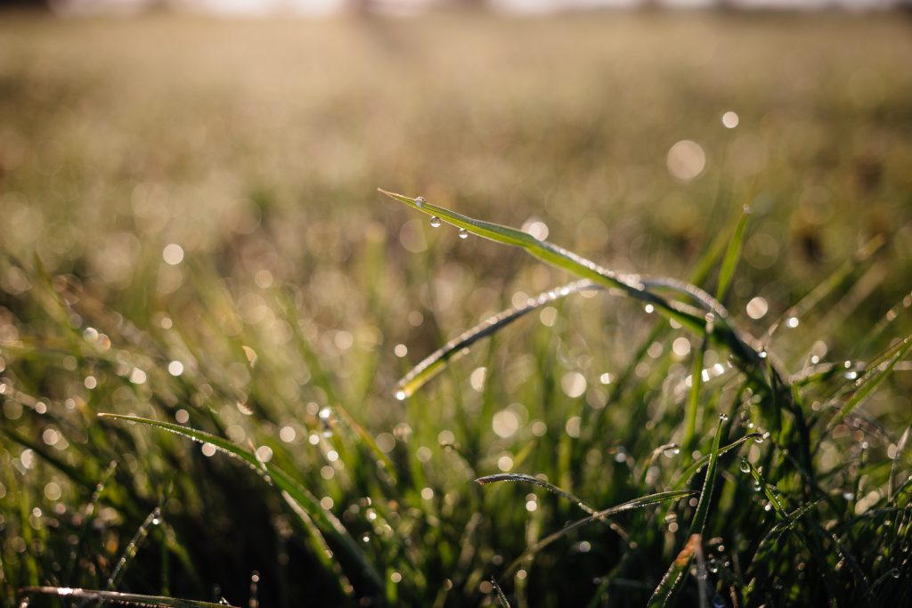 Morning dew on the grass 2 - free stock photo