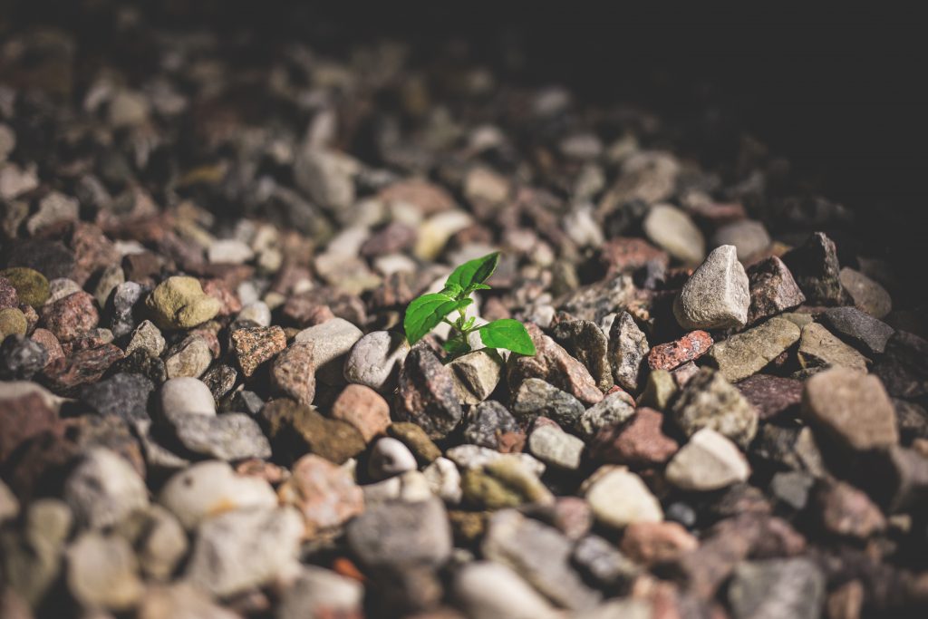 Plant growing between the rocks 2 - free stock photo