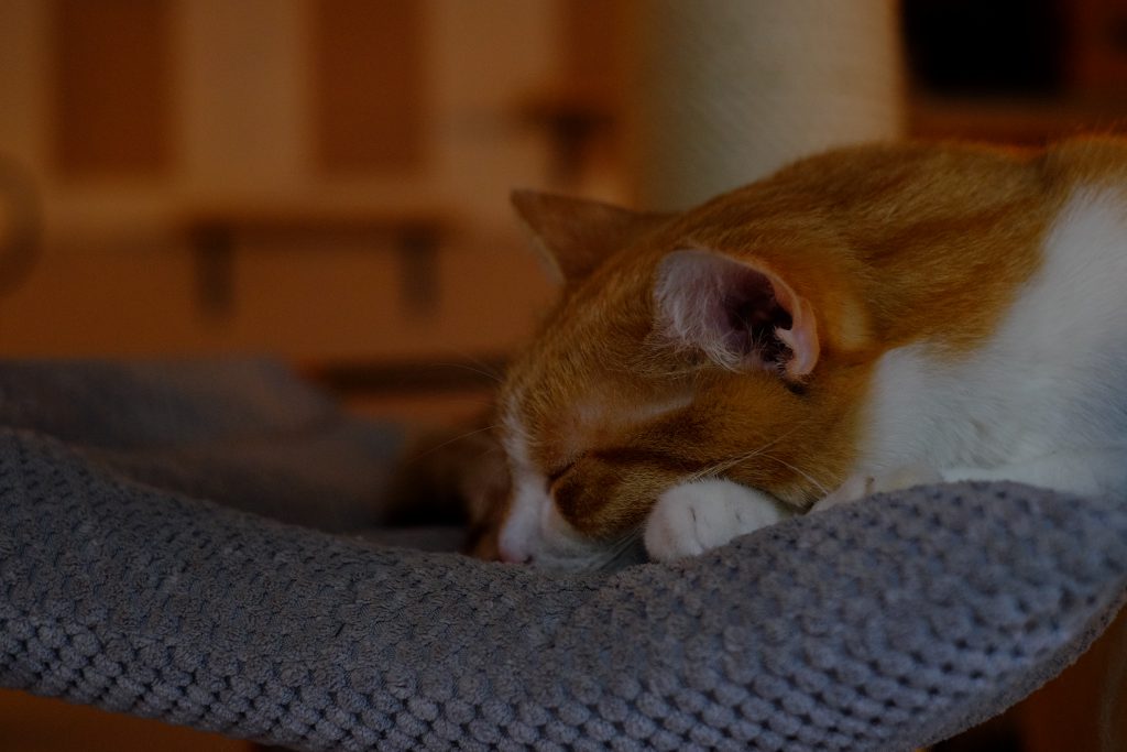 sleeping_cat-1024x683.jpg