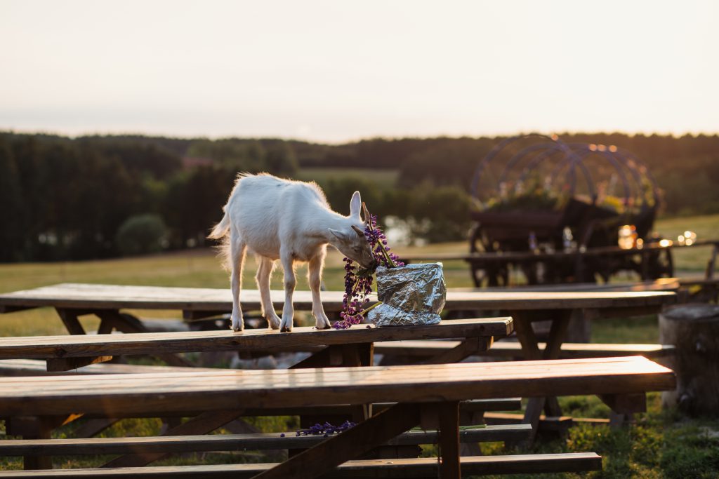 Baby goat eating lubine - free stock photo