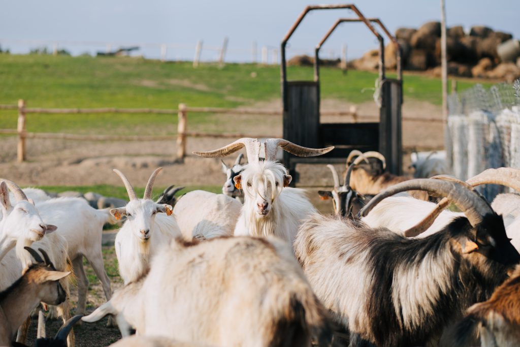 Goat farm - free stock photo