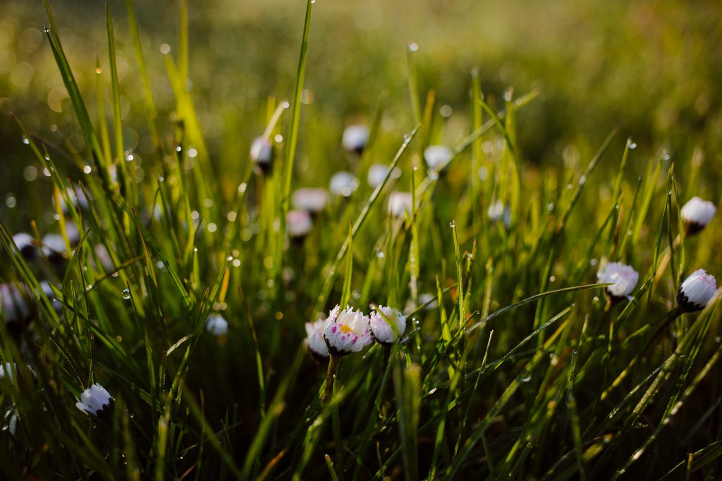 Morning dew on camomile - free stock photo