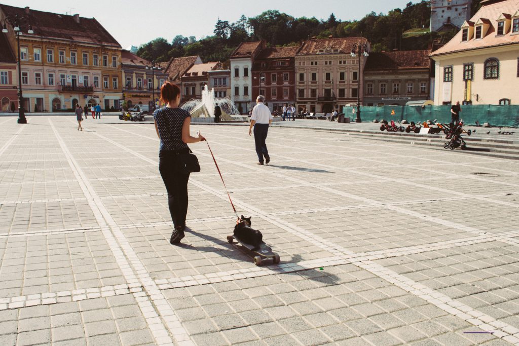 A cat on a skateboard - free stock photo