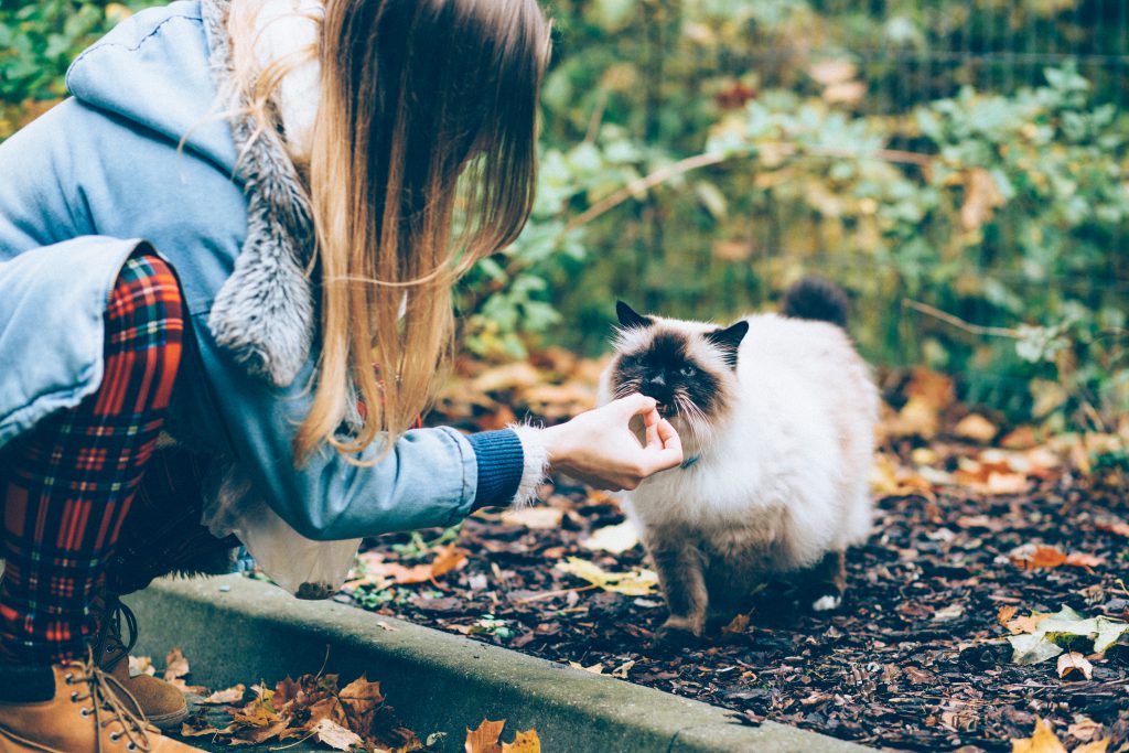 Feeding a cat with a treat - free stock photo