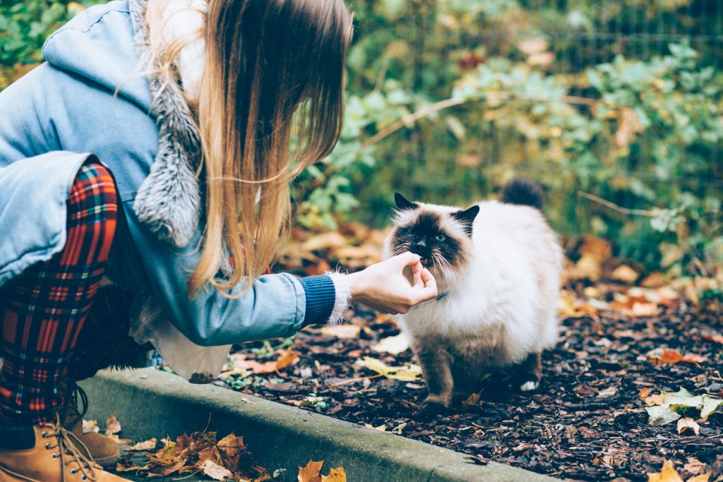 feeding_a_cat_with_a_treat-1024x683.jpg