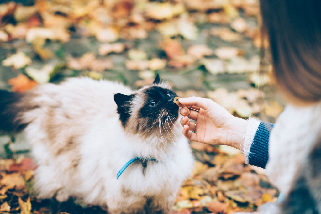 Feeding a cat with a treat 2 - free stock photo