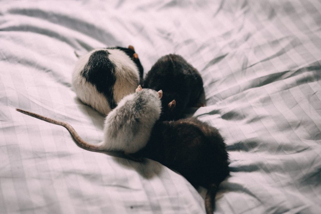Four rats in bed sheets - free stock photo