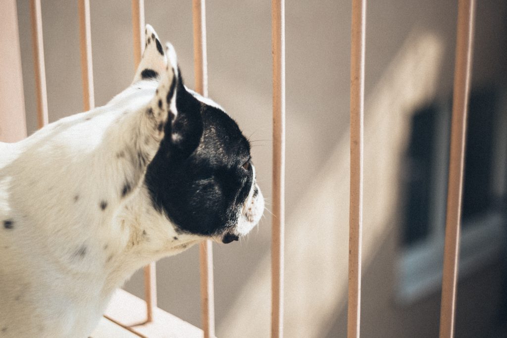 French bulldog on a balcony - free stock photo
