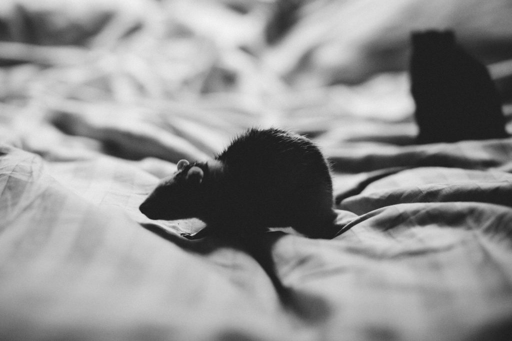 Rat silhouette - free stock photo