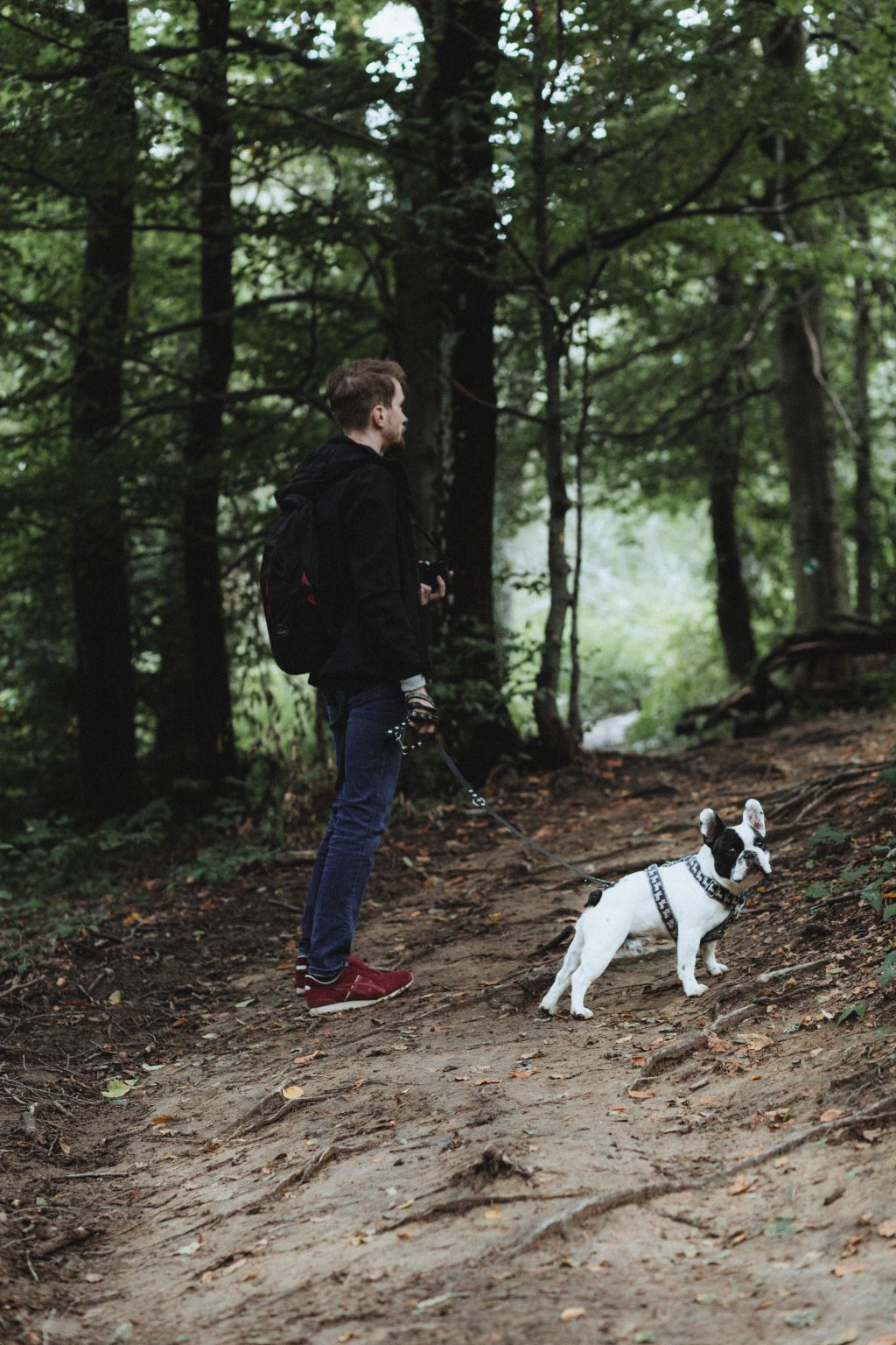 A trip in the mountains with a dog - free stock photo