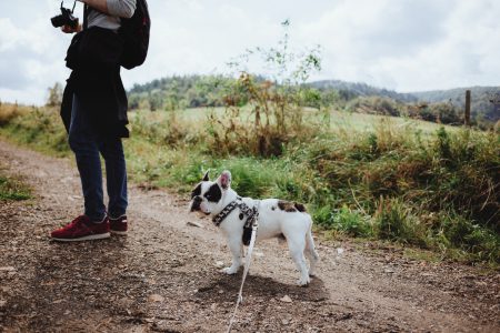 A trip in the mountains with a dog 2 - free stock photo