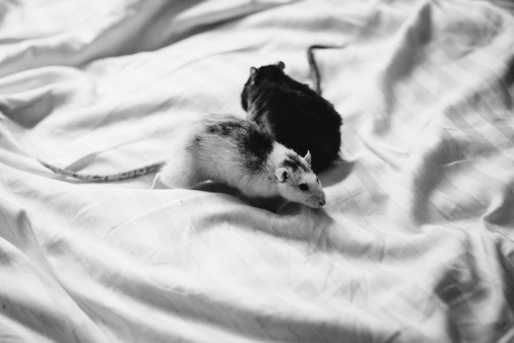 two_rats_in_bed_sheets-1024x683.jpg