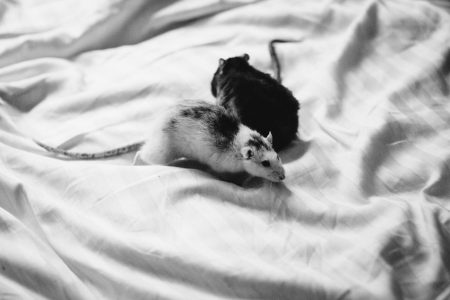 Two rats in bed sheets - free stock photo