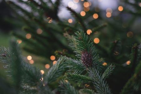 Christmas lights on spruce - free stock photo