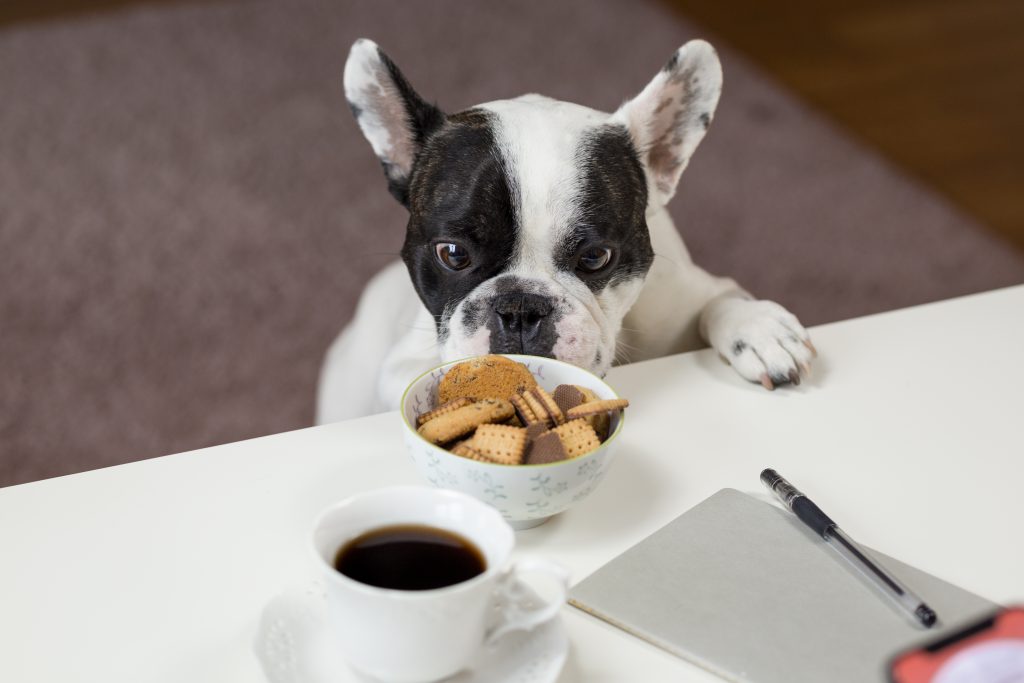 A dog trying to steal cookies - free stock photo