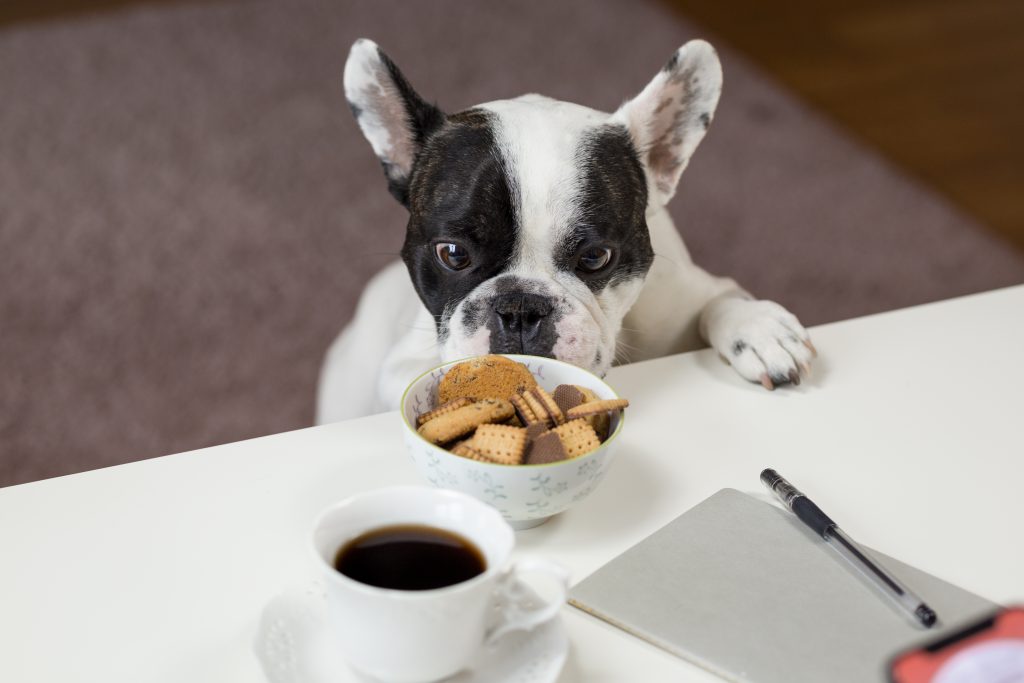 dog_trying_to_steal_cookies-1024x683.jpg