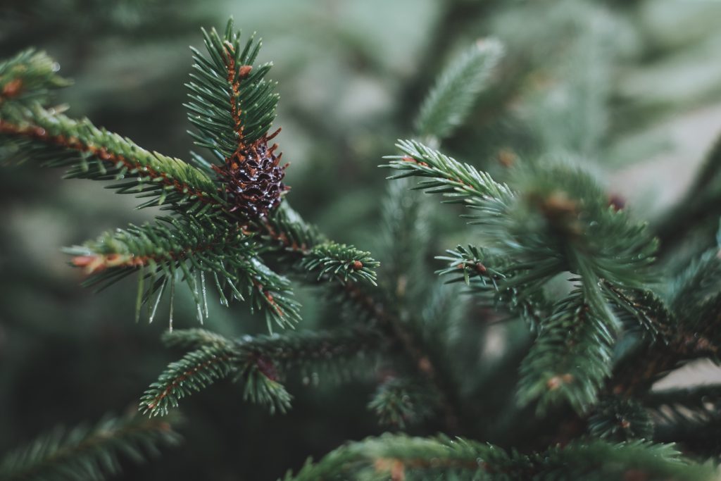 Spruce close-up 4 - free stock photo