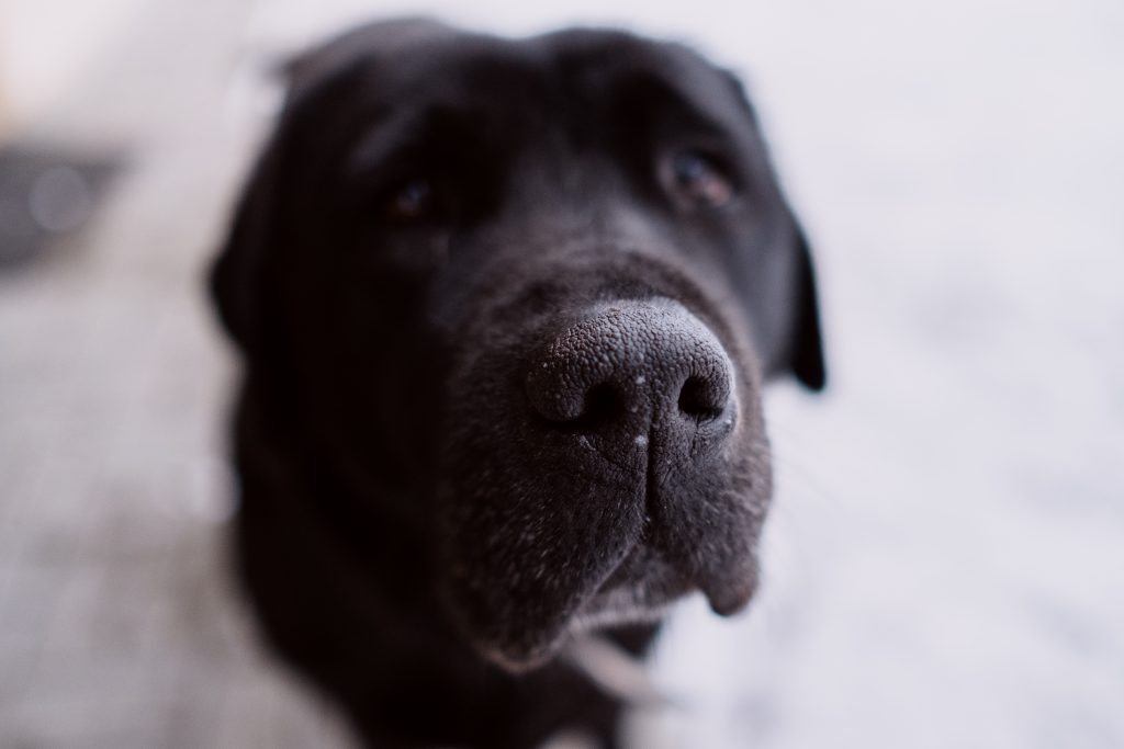 Black labrador nose closeup - free stock photo