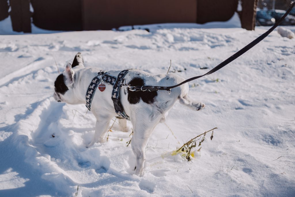 A dog peeing in snow - free stock photo