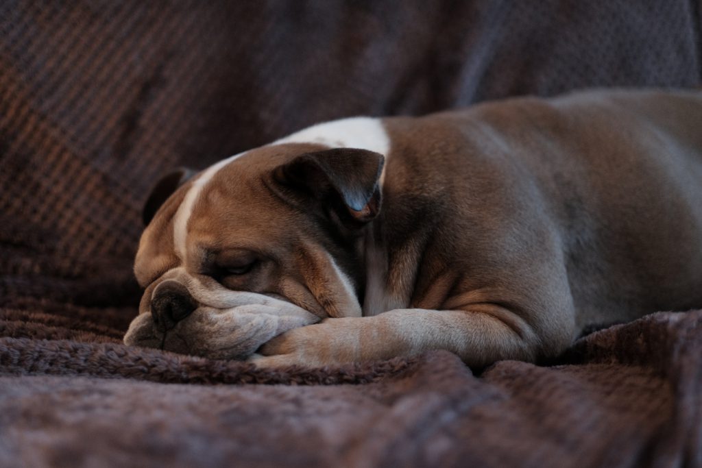 English Bulldog lying on a sofa - free stock photo