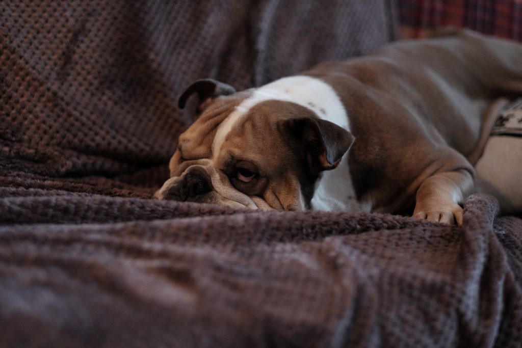 English Bulldog lying on a sofa 2 - free stock photo