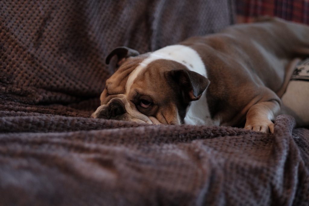 english_bulldog_lying_on_a_sofa_2-1024x6