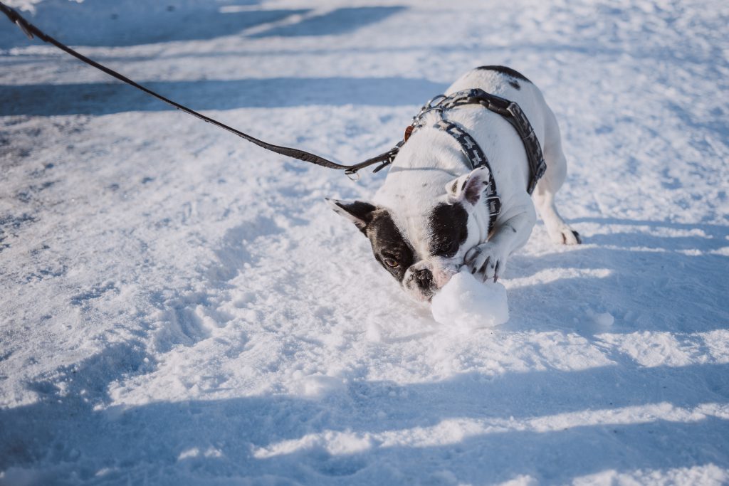 French Bulldog playing with snow - free stock photo