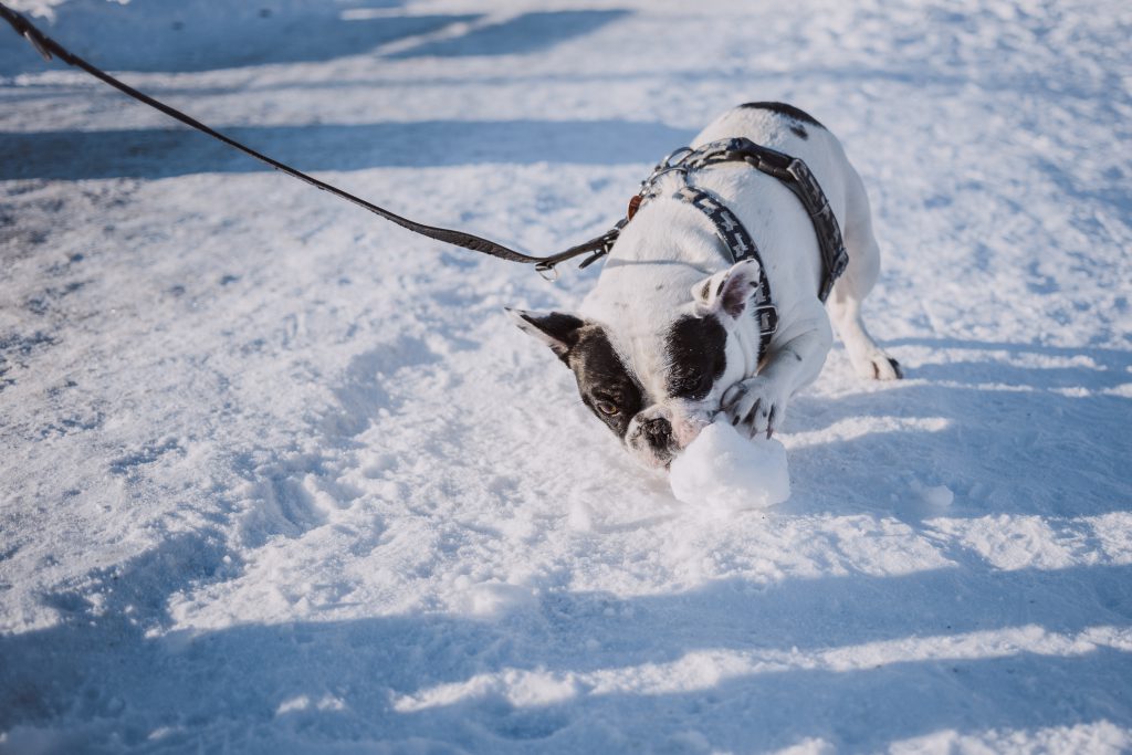 french_bulldog_playing_with_snow-1024x68