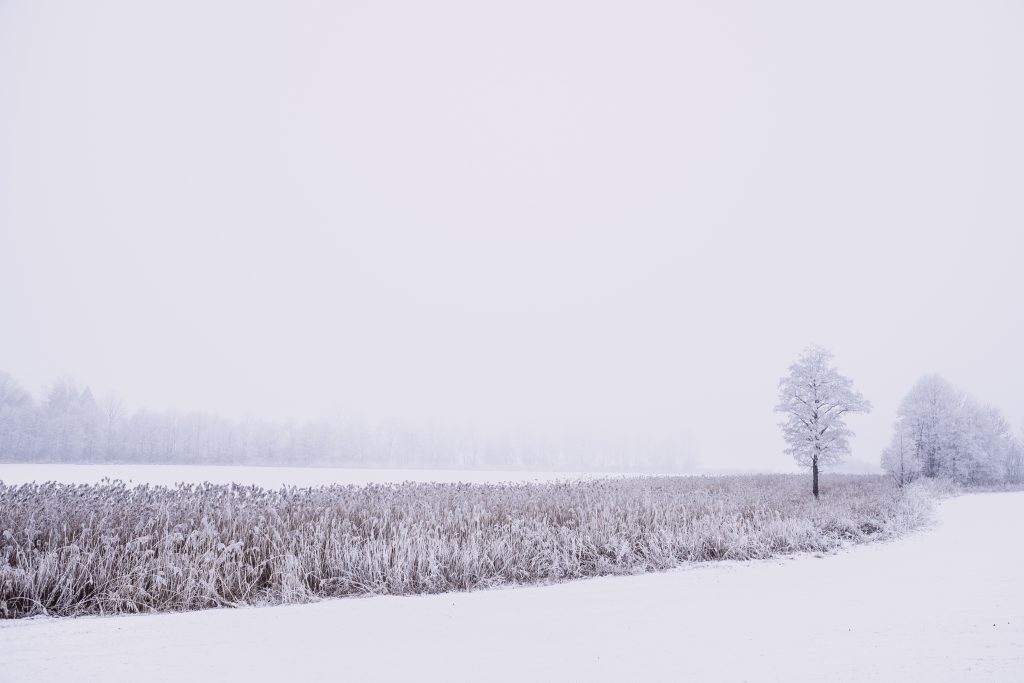 frosted_reed_at_a_frozen_lake-1024x683.j