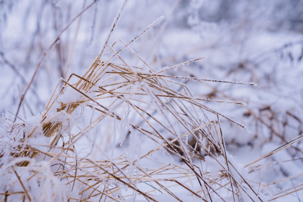 Frosted wildgrass - free stock photo