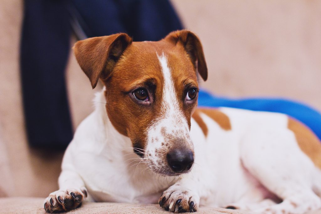 Jack Russell Terrier - free stock photo