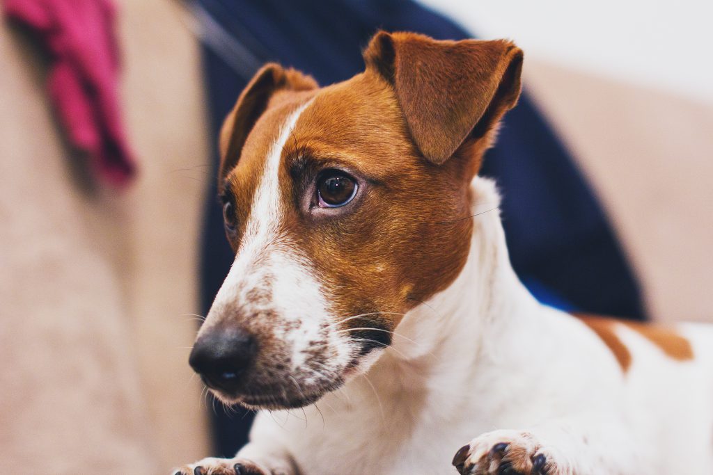 jack_russell_terrier_closeup-1024x683.jp