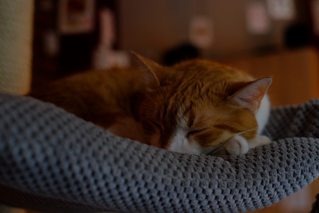 Sleeping cat 2 - free stock photo