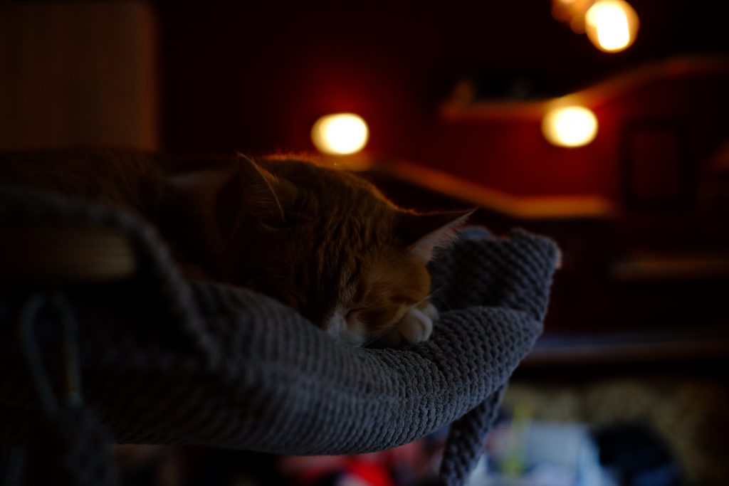 Sleeping cat 3 - free stock photo